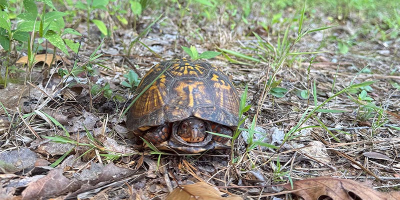 Common Box Turtle Alt text - Caption is in caption of image property.