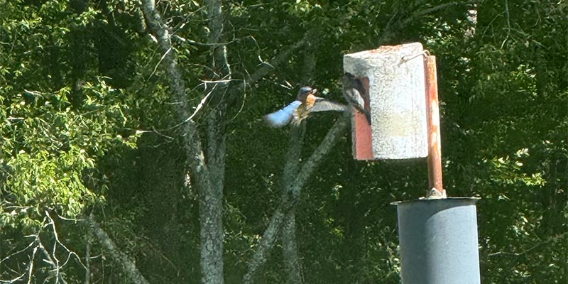 Eastern Bluebird Eastern Bluebird