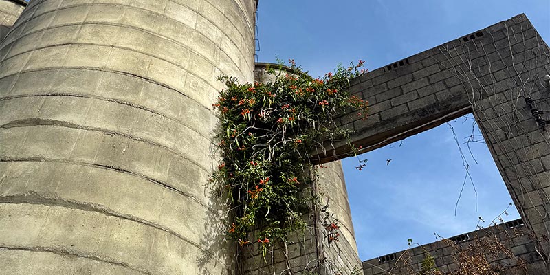 Trumpet Creeper Trumpet Creeper