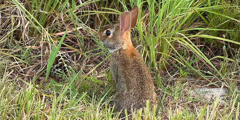 Eastern Cottontail Eastern Cottontail
