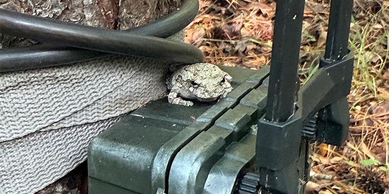 A Cope’s Gray Treefrog A Cope’s Gray Treefrog
