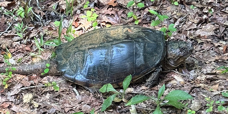 Common Snapping Turtle Common Snapping Turtle