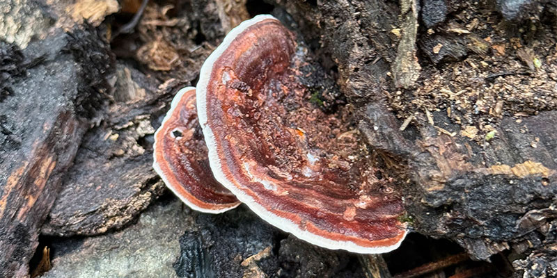 Shelf fungus Shelf fungus