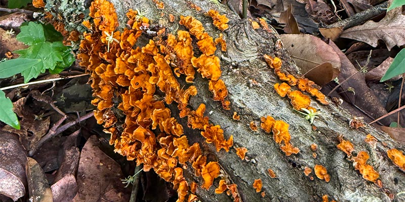Shelf fungus Shelf fungus