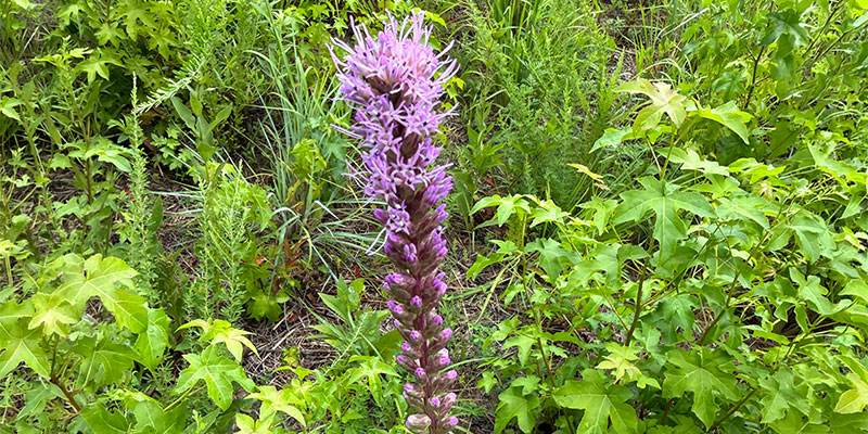 Dense Blazing Star Dense Blazing Star