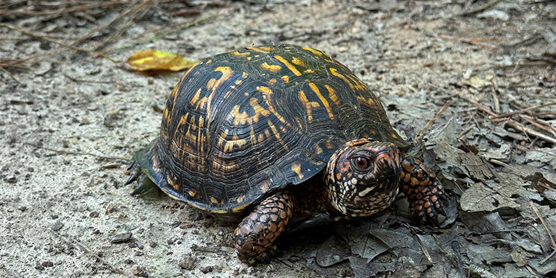 Common Box Turtle Common Box Turtle