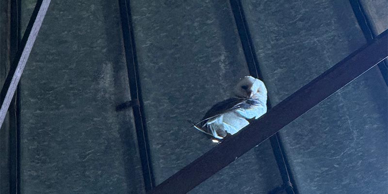 Barn Owl Barn Owl