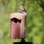 A Busy Year in the Nest Boxes