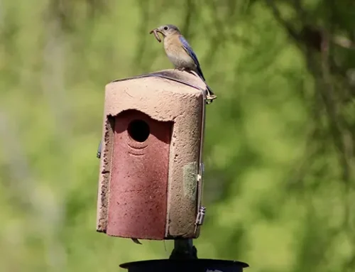 A Busy Year in the Nest Boxes