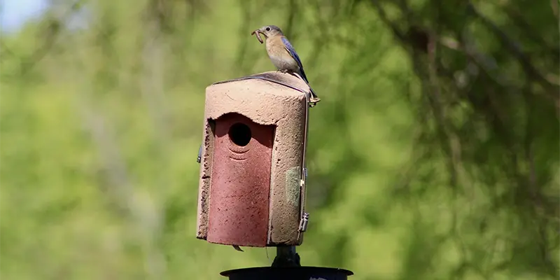A Busy Year in the Nest Boxes