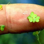Duckweed: Nature’s Tiny Water Cleaner