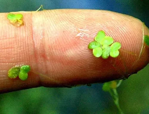 Duckweed: Nature’s Tiny Water Cleaner