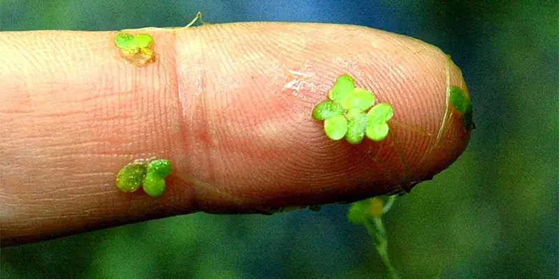 Duckweed: Nature’s Tiny Water Cleaner