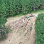 Giving the Forest Some Breathing Room
