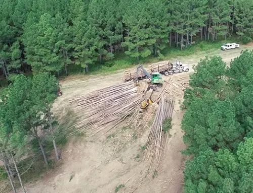 Giving the Forest Some Breathing Room