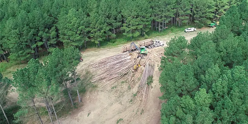 Giving the Forest Some Breathing Room