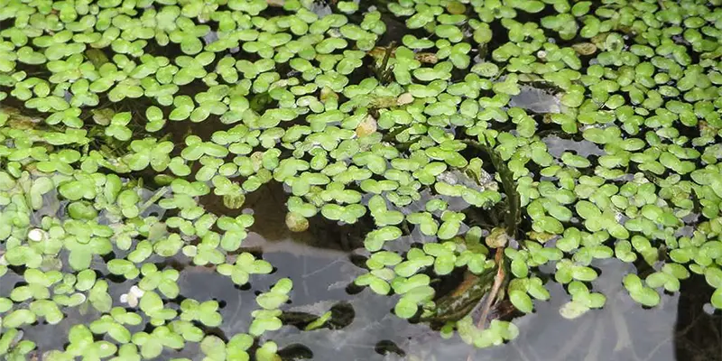 Duckweed