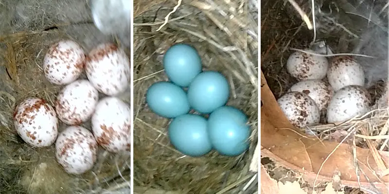 Eggs of Carolina Chickadee, Eastern Bluebird and Carolina Wren Chickadee, Eastern Bluebird and Carolina Wren