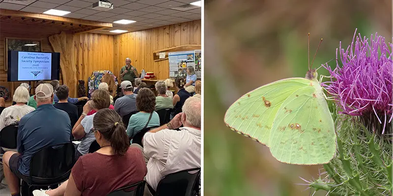 Meeting in the Learning Center, Cloudless Sulphur