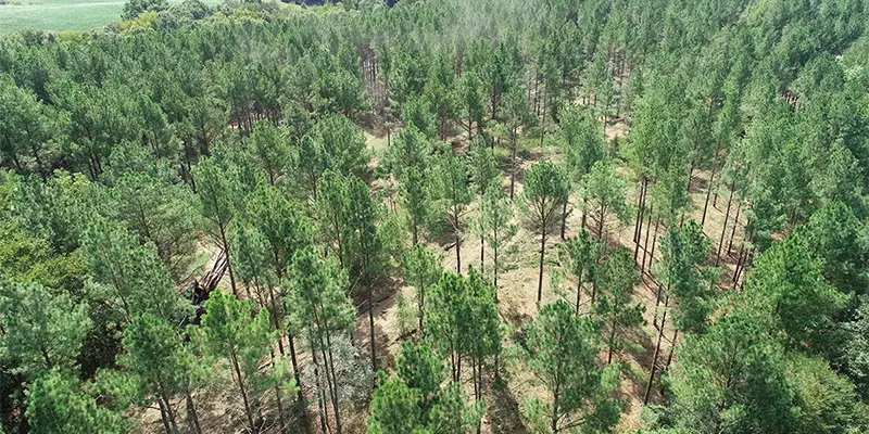 Thinned Trees Thinned Trees