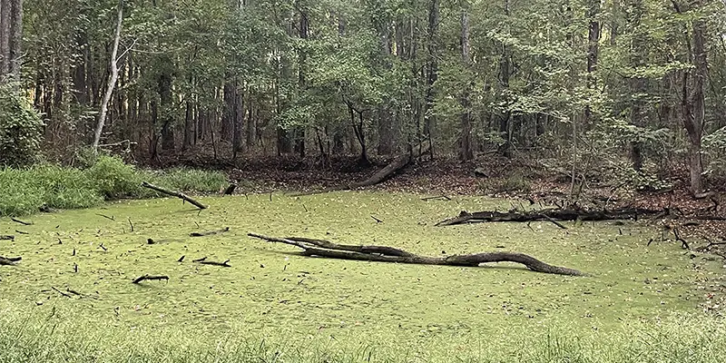 Duckweed