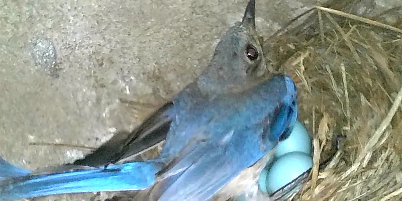 Eastern Bluebird sitting on eggs Eastern Bluebird sitting on eggs