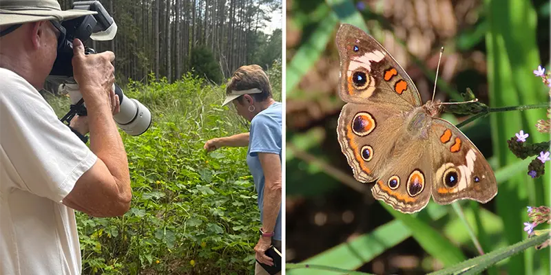 Photographing larva in the field, Common Buckeye
