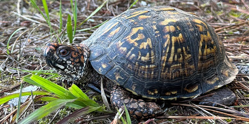 Common Box Turtle Common Box Turtle