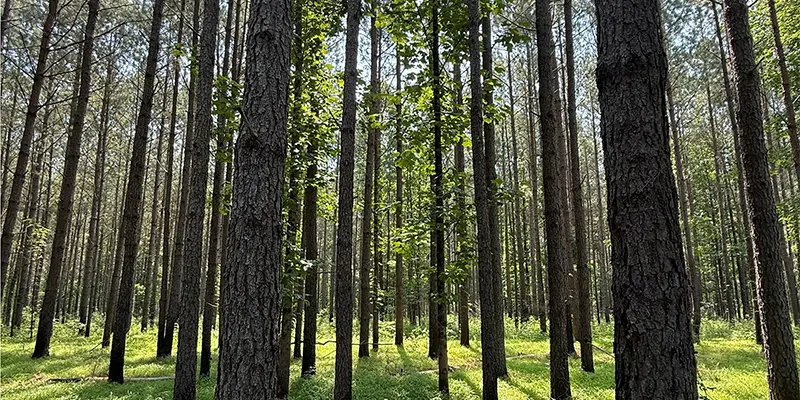 New Understory Pine Stand New Understory Pine Stand