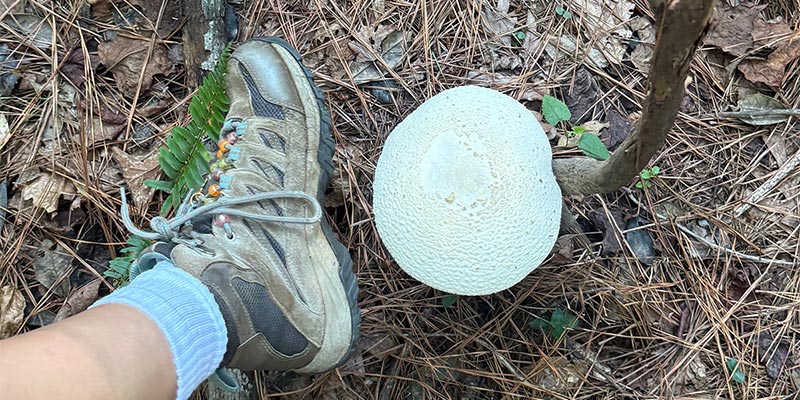 Large Mushroom Large Mushroom