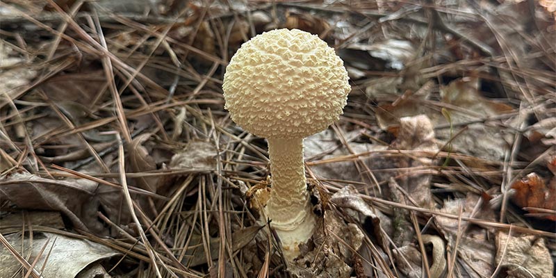 Amanita genus Amanita genus