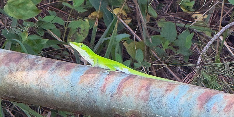 Green Anole Green Anole