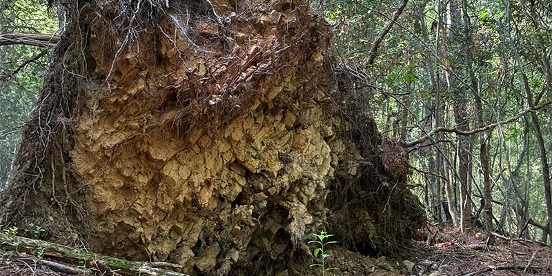 A fallen tree whose trunk had created a large hole near the ground. A fallen tree whose trunk had created a large hole near the ground.