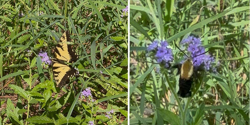 Eastern Tiger Swallowtail and a Hummingbird Eastern Tiger Swallowtail and a Hummingbird