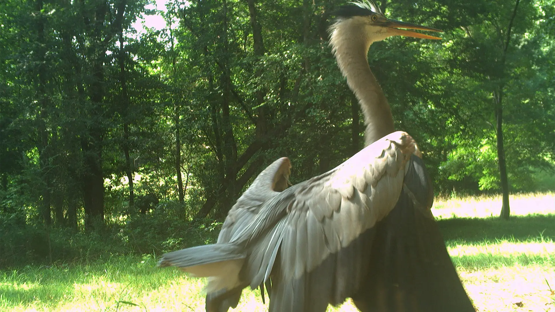 July 2026 Game Camera Wildlife Updates