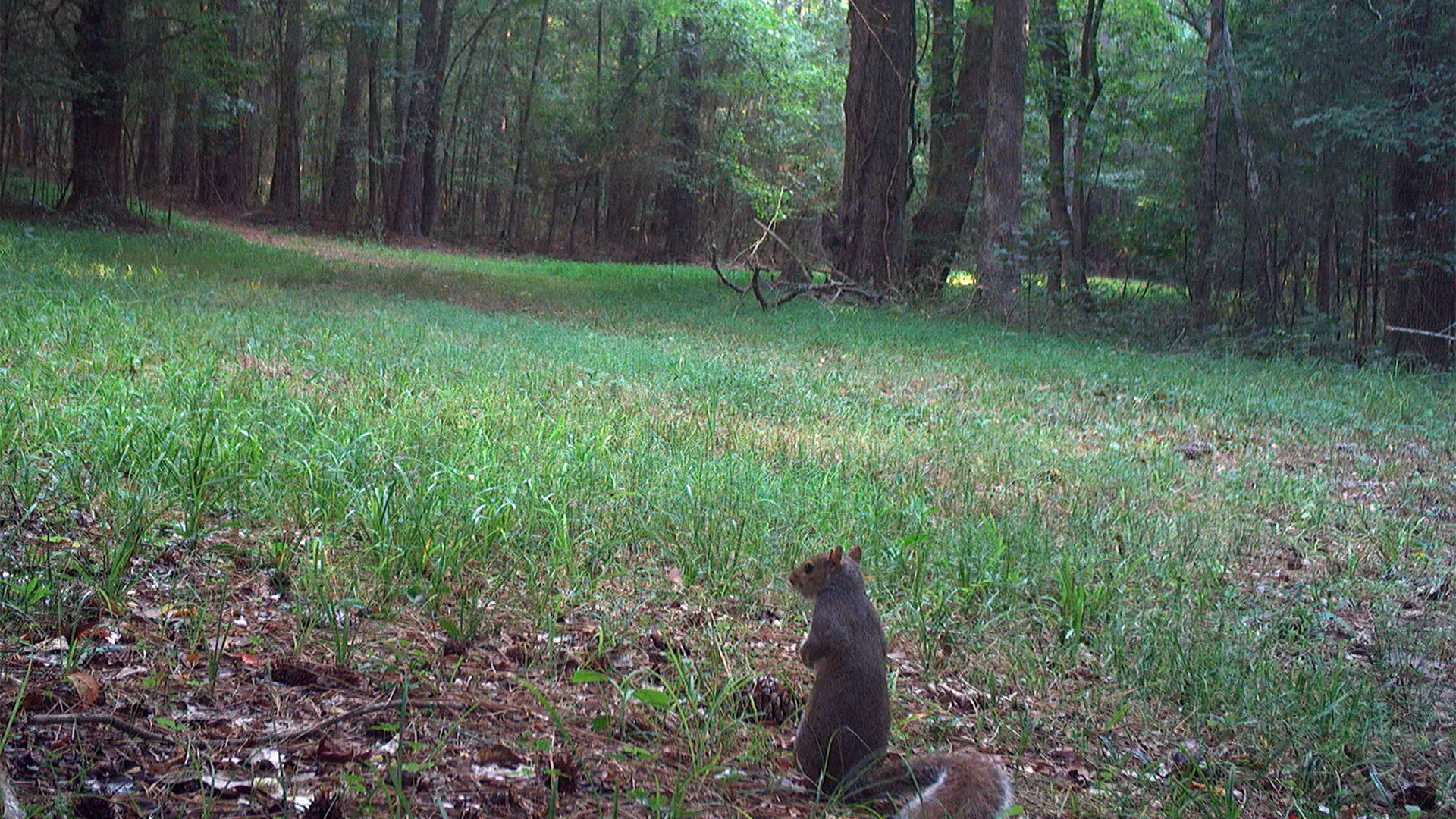 July 2026 Game Camera Wildlife Updates