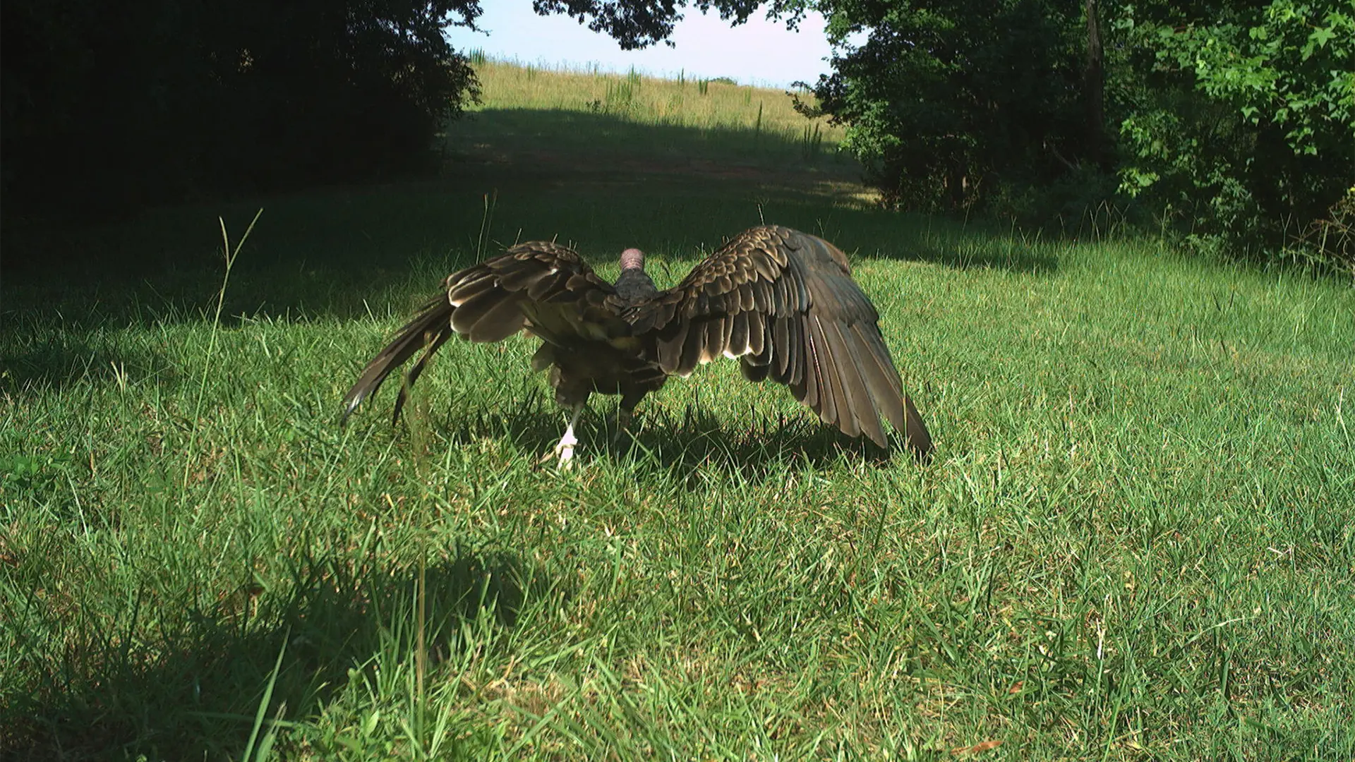 July 2026 Game Camera Wildlife Updates
