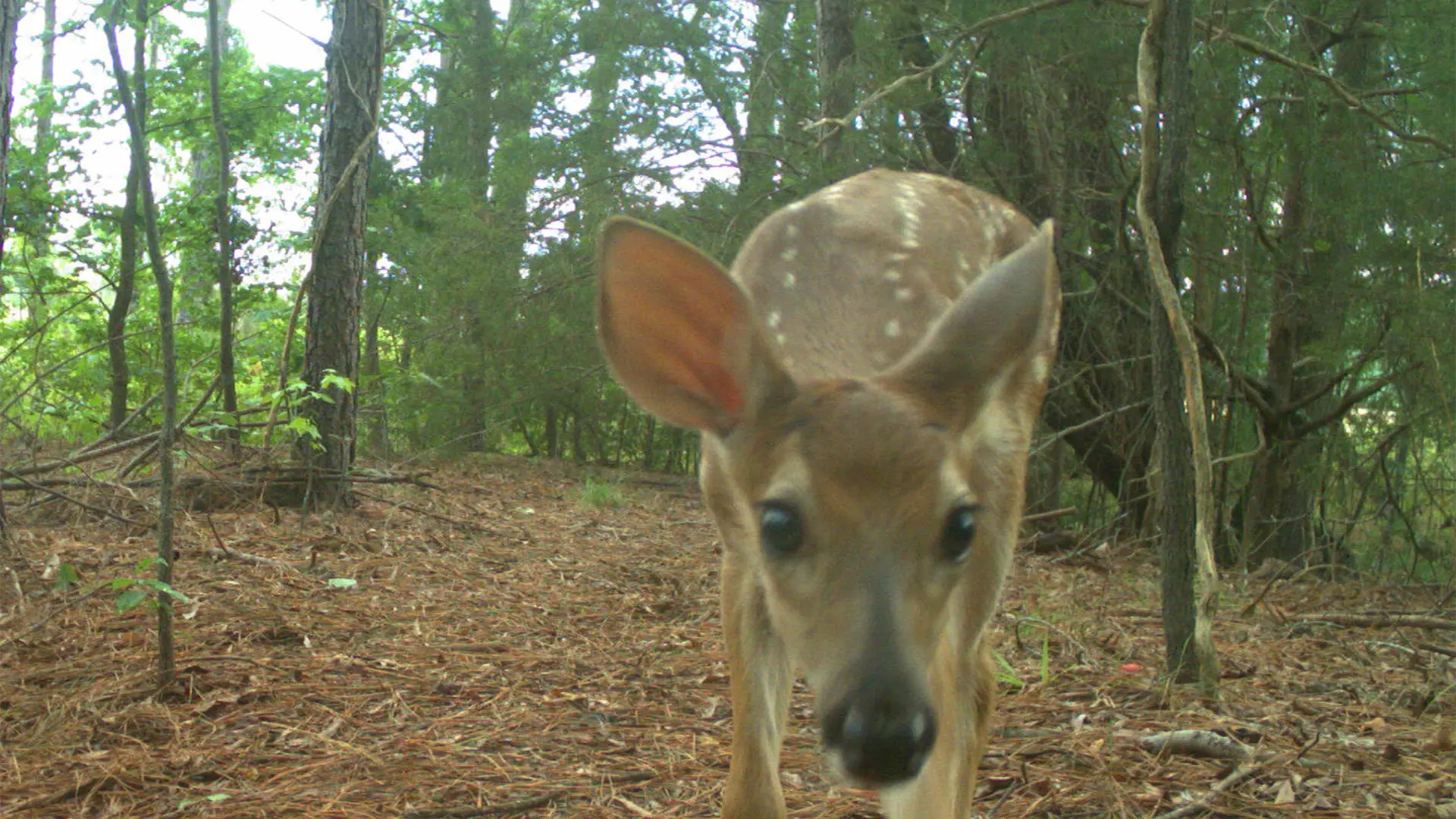 July 2026 Game Camera Wildlife Updates