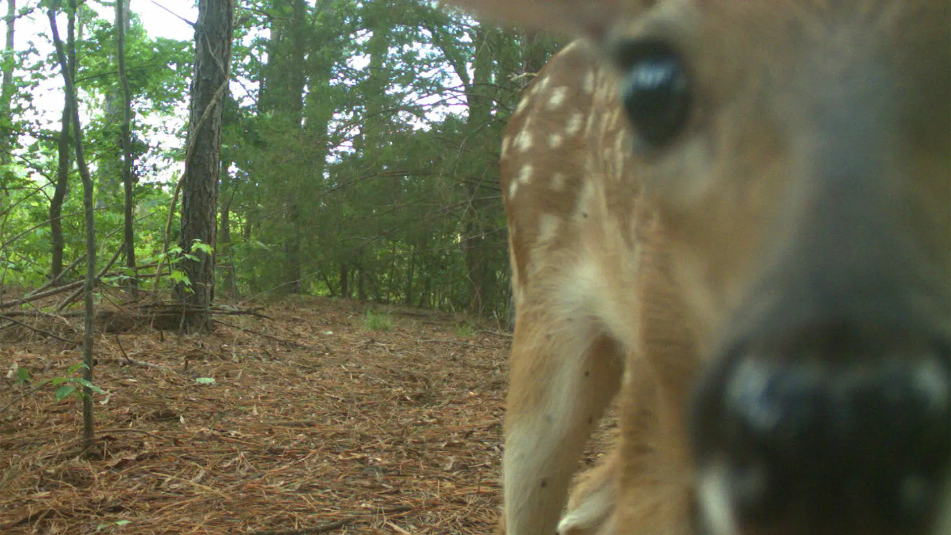 July 2026 Game Camera Wildlife Updates