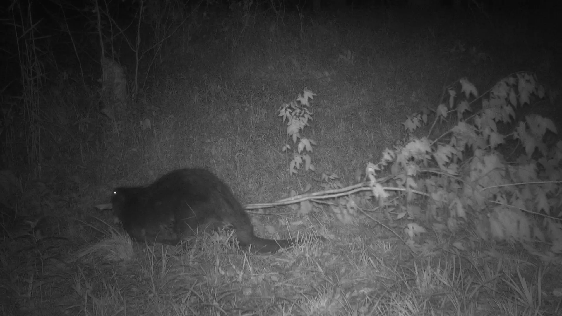 July 2026 Game Camera Wildlife Updates