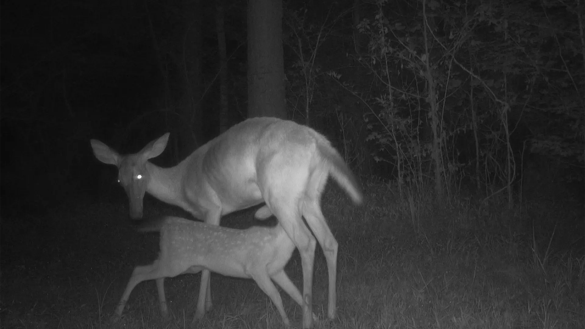 July 2026 Game Camera Wildlife Updates