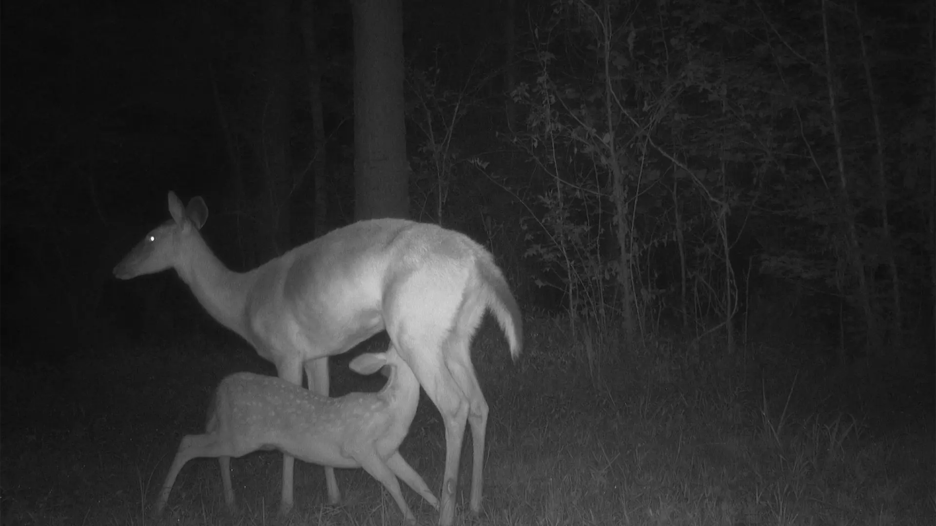 July 2026 Game Camera Wildlife Updates