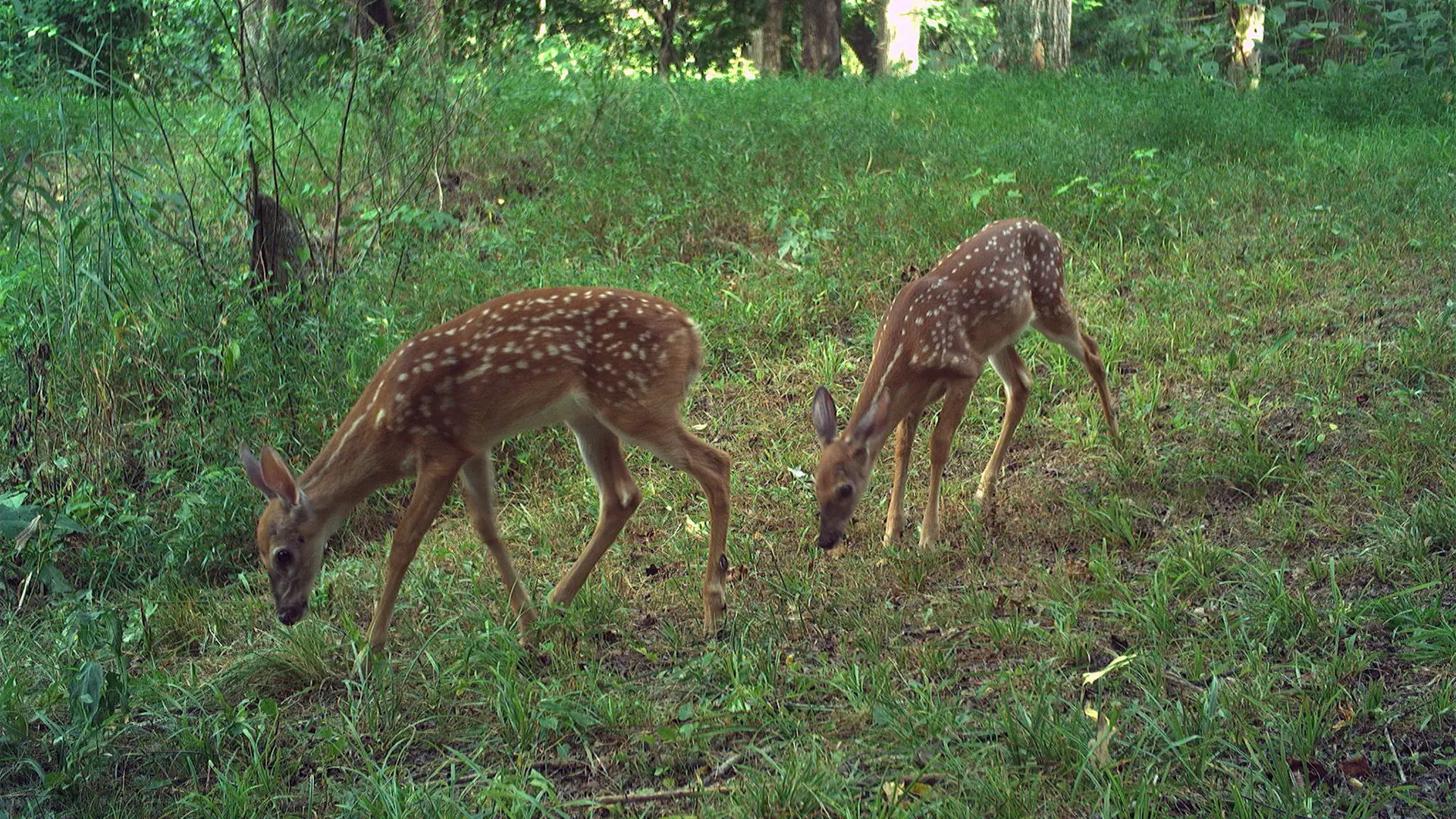 July 2026 Game Camera Wildlife Updates