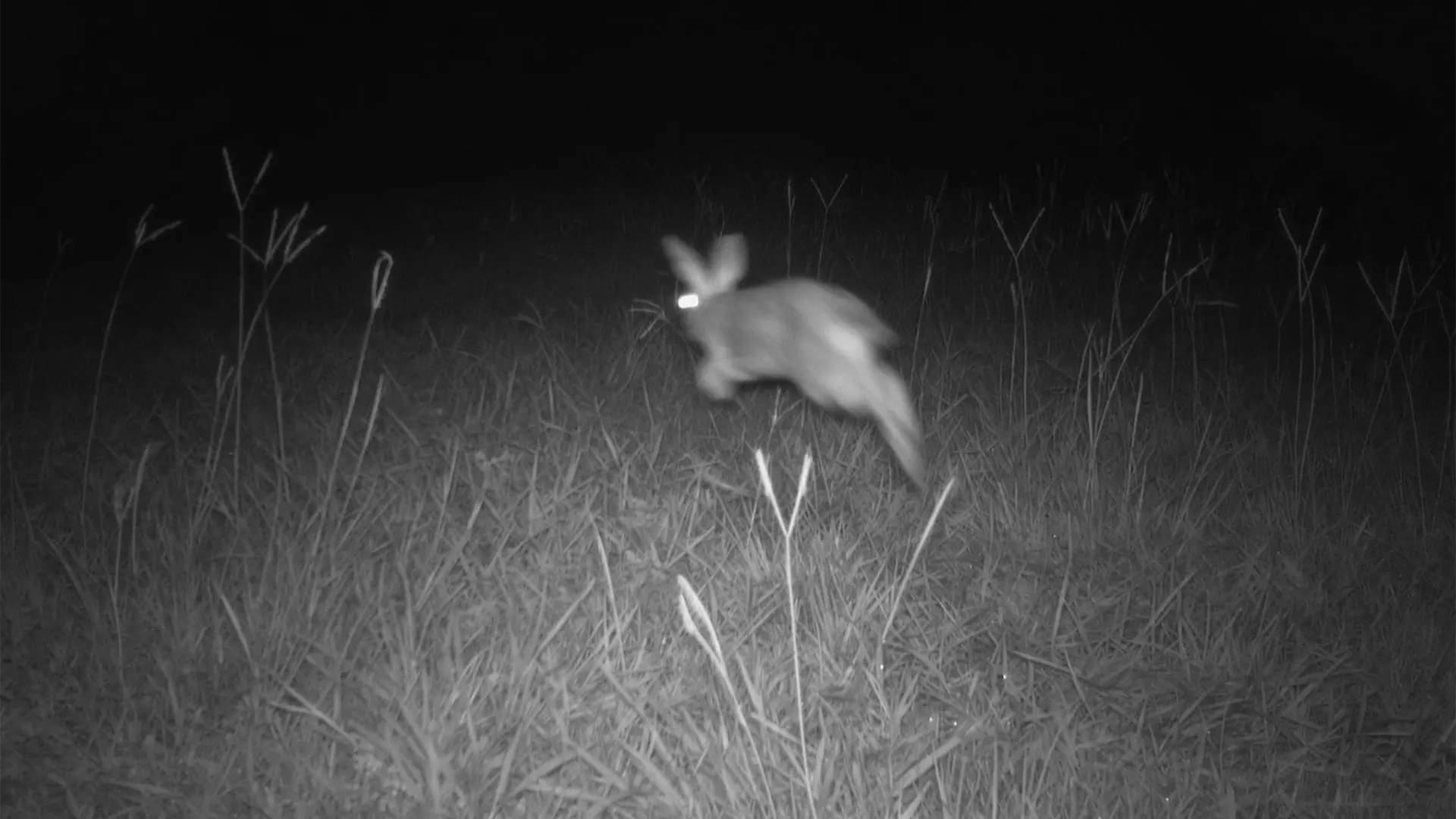 August 2026 Game Camera Study August 2026 Game Camera Study