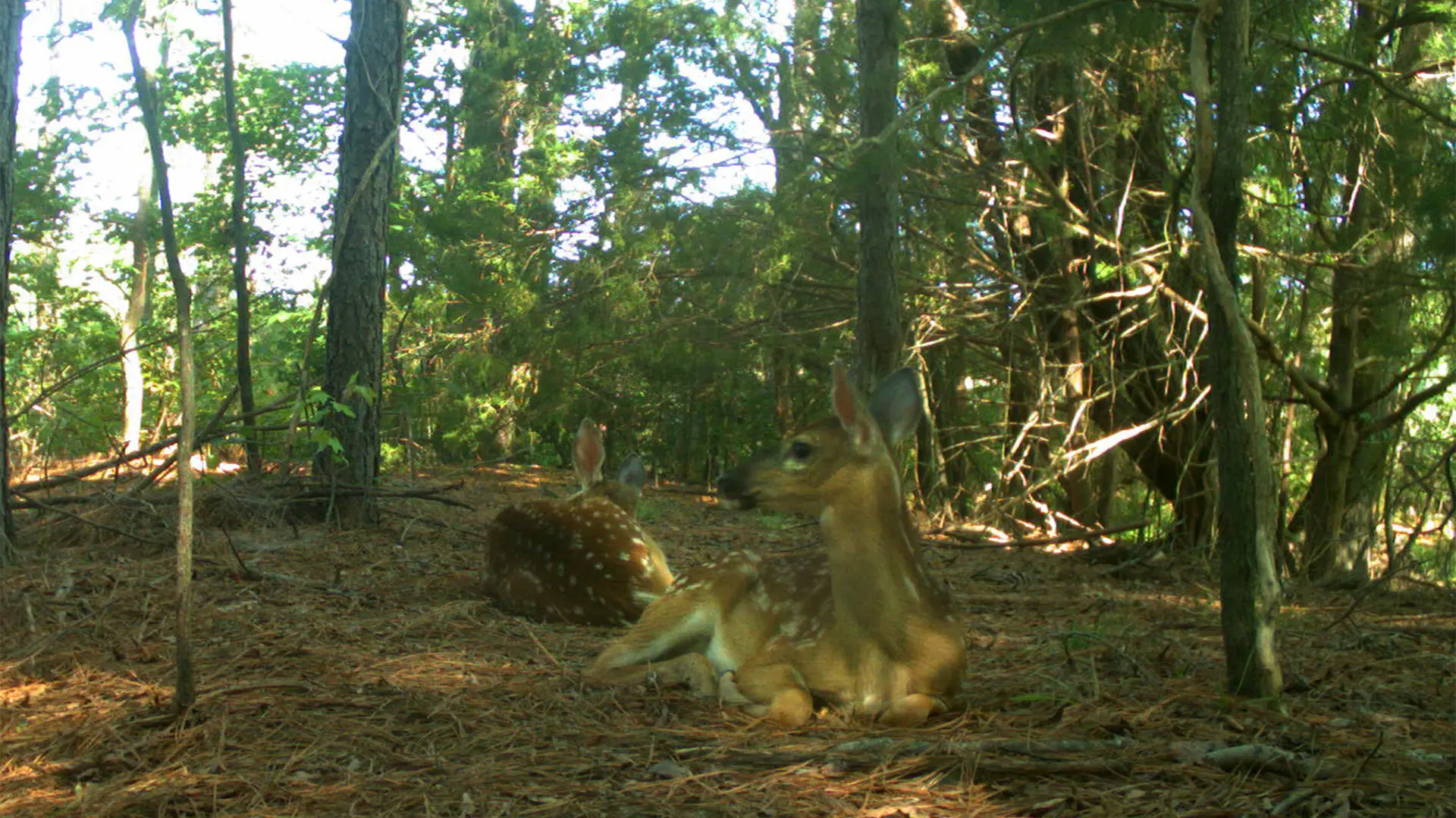August 2026 Game Camera Study August 2026 Game Camera Study