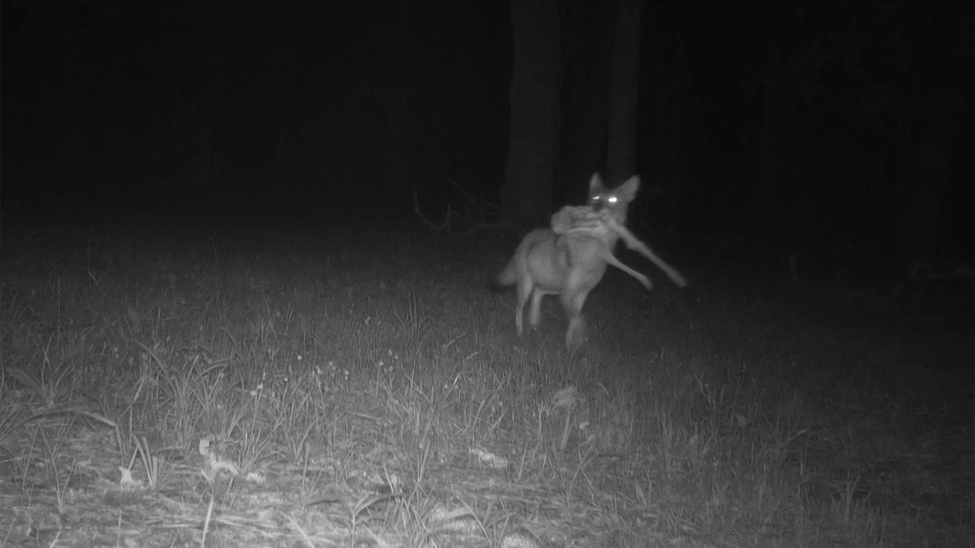 August 2026 Game Camera Study August 2026 Game Camera Study