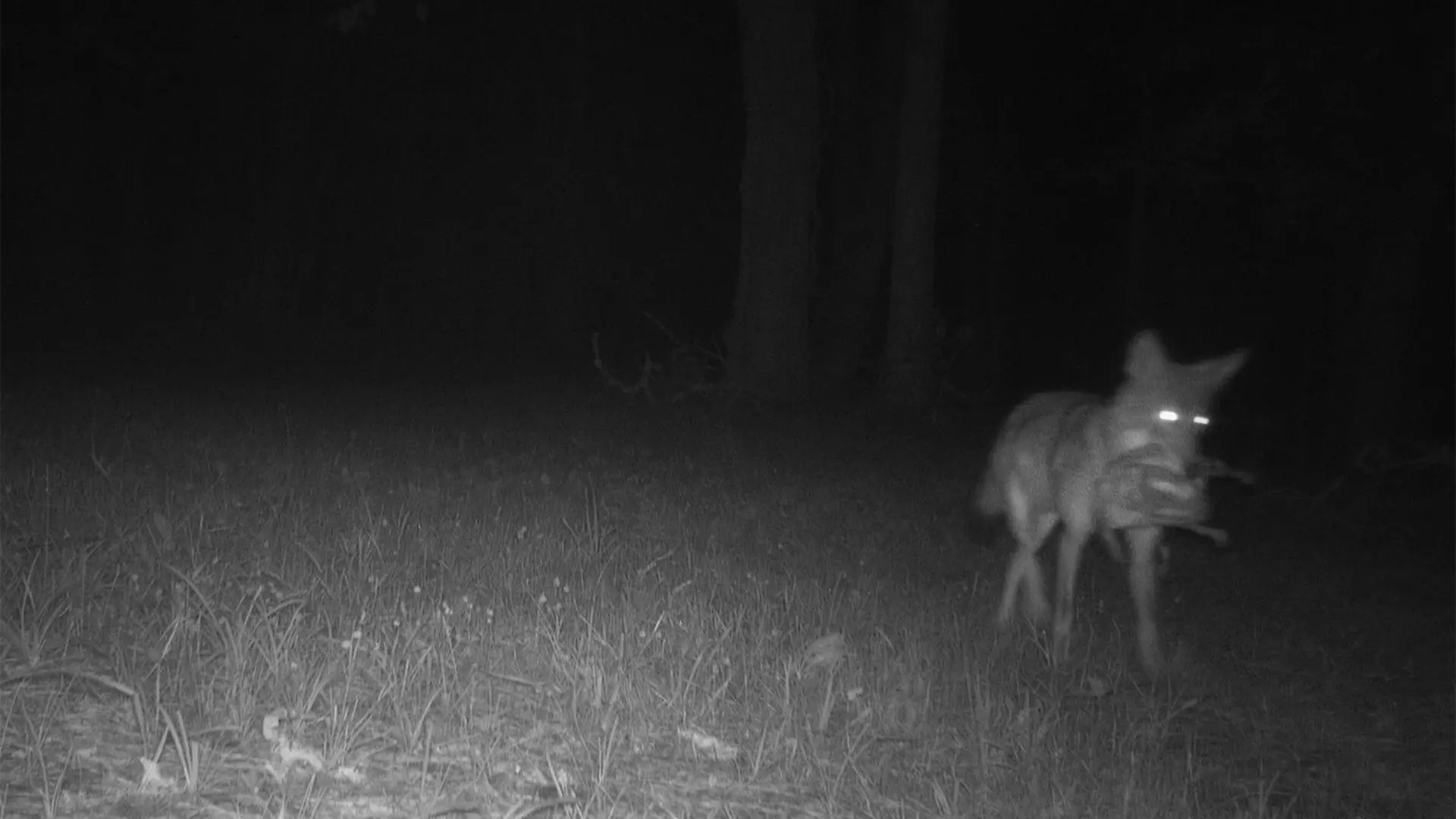 August 2026 Game Camera Study August 2026 Game Camera Study