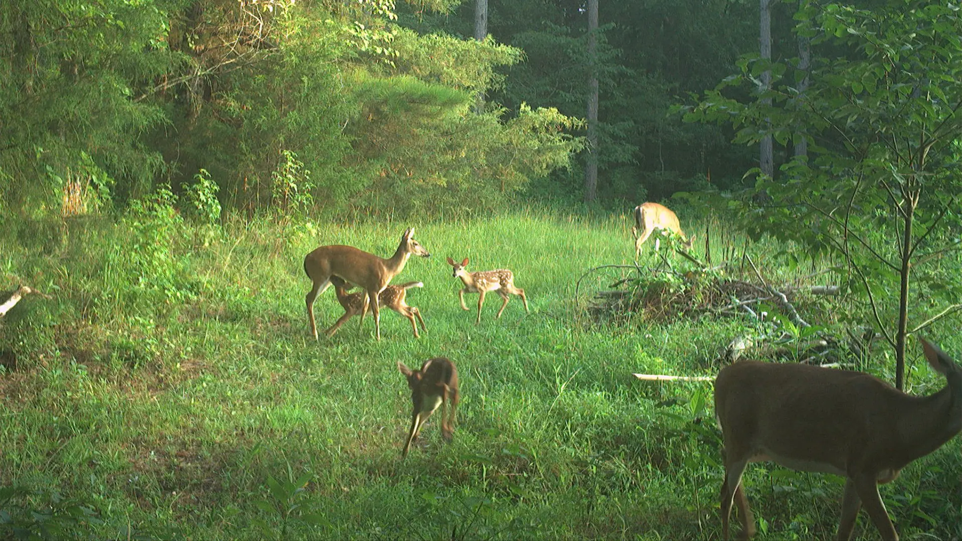 August 2026 Game Camera Study August 2026 Game Camera Study