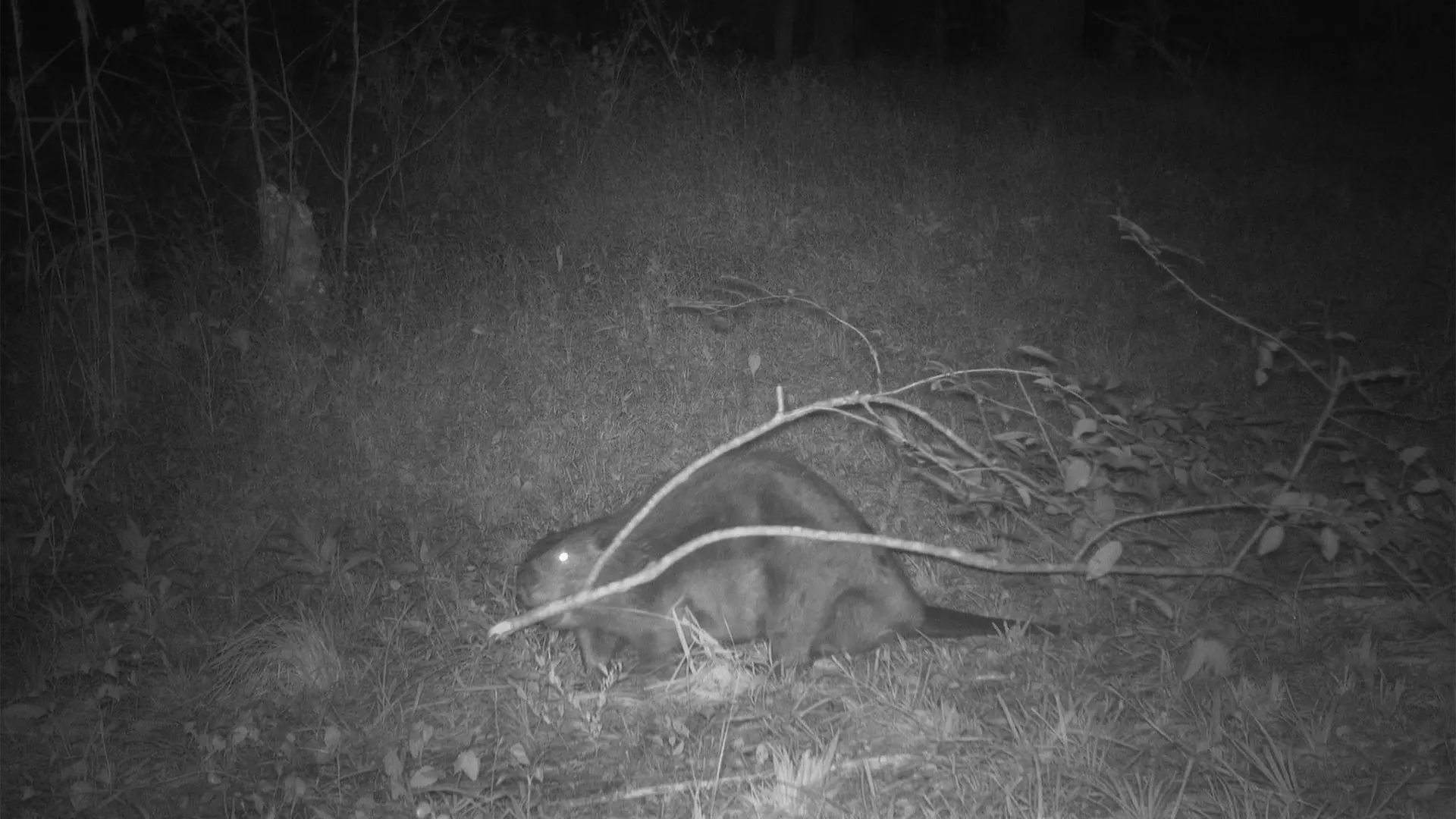 August 2026 Game Camera Study August 2026 Game Camera Study