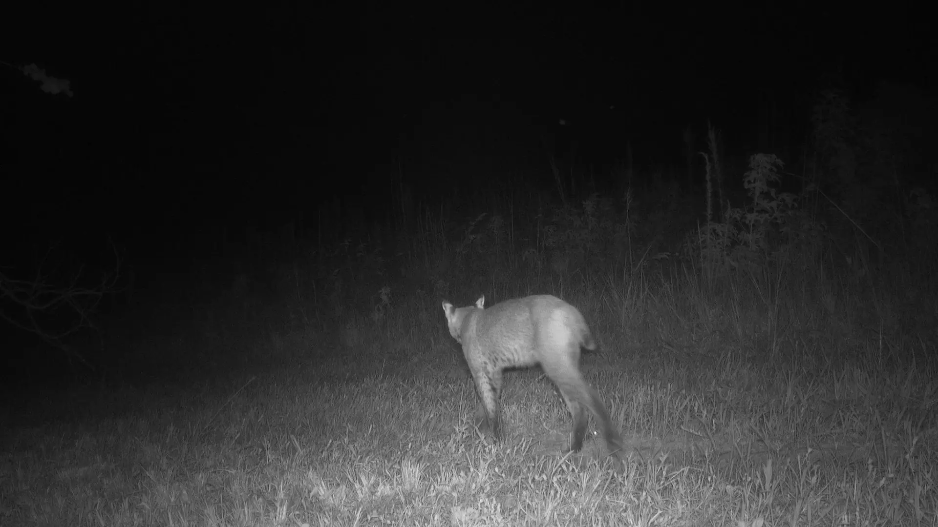 August 2026 Game Camera Study August 2026 Game Camera Study